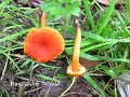 Hygrocybe miniata-amf967